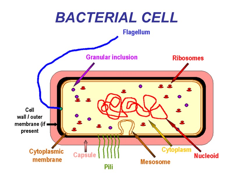 BACTERIAL CELL